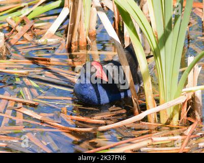 Pukeko im Sumpf auf der Suche nach Nahrung.Vegetation und kleine Larven. Stockfoto