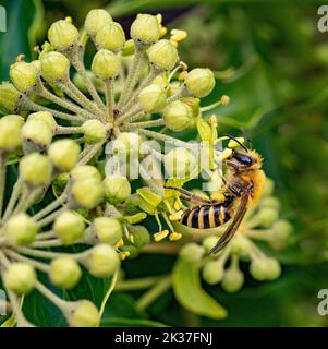 Ivy Bee Colletes hederae - eine Art einsamer Bergbiene - füttert mit Efeu-Blüte Hedera Helix auf Clifton Down Bristol UK Stockfoto