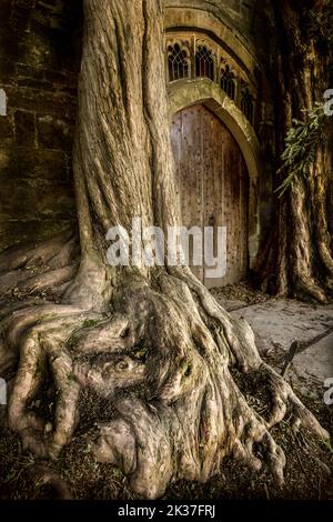 Eibenbäume flankieren die Tür der Pfarrkirche St. Edwards Stow on the Wold Gloucestershire soll die Inspiration für Tolkiens Moria-Tür sein? Stockfoto