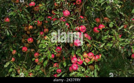 Große reife rote Äpfel auf einem Ast. Stockfoto