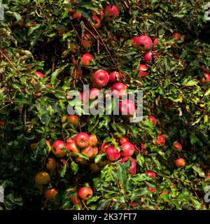 Große reife rote Äpfel auf einem Ast. Stockfoto