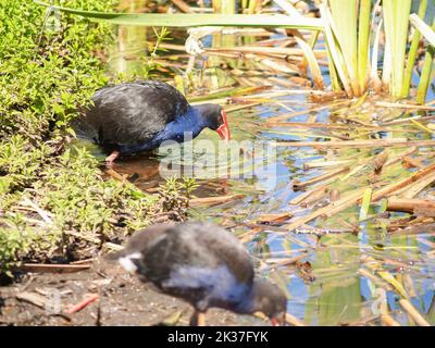 Pukeko im Sumpf auf der Suche nach Nahrung.Vegetation und kleine Larven. Stockfoto