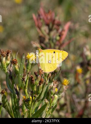 Getrübter Gelber Coleus croceus, der sich auf der rayless Form von Sea Aster A tripolium var discoideus ernährt eine wertvolle Nektarquelle im Herbst - Somerset UK Stockfoto