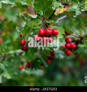 Große reife rote Früchte des Waldhagedorns. Stockfoto