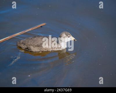 Junger Pukeko schwimmend im schlammigen Sumpfteich. Stockfoto