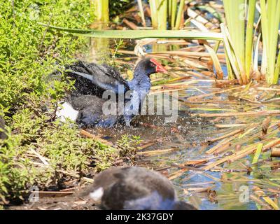 Pukeko im Sumpf auf der Suche nach Nahrung.Vegetation und kleine Larven. Stockfoto