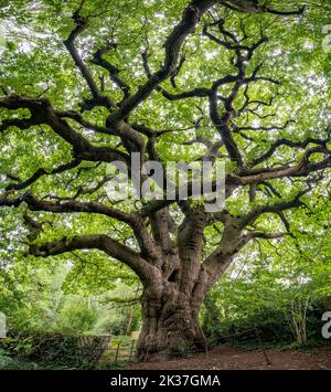 Die Knoll Hill Oak ein alter, sitziger Eiche Quercus petraea Baum in Bishop's Knoll Wäldern oberhalb der Avon Schlucht und Bristol's größtem mit einem Umfang von 7 Metern Stockfoto