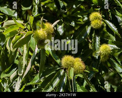 Kastanienbaum mit Früchten. Grüne Kastanienigel Stockfoto