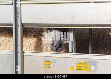 Blick vom Trailer Stockfoto