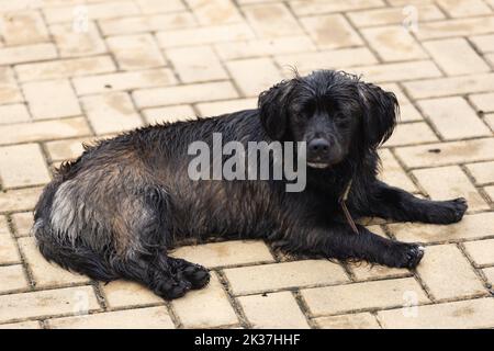 Ein streunender Hund liegt auf der Straße der Stadt. Hochwertige Fotos Stockfoto