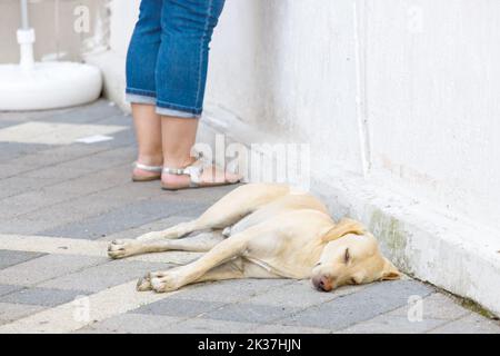 Ein streunender Hund liegt auf der Straße der Stadt. Hochwertige Fotos Stockfoto