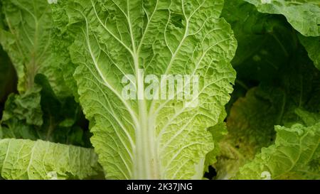 Napa-Kohl-Feld Blatt grün Brassica rapa pekinensis chinesisches Peking China cole erntet weiße ostasiatische Küche Detail Nahaufnahme, Bauernhof landwirtschaftlichen Garten Stockfoto