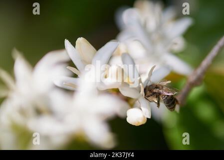 Die Bienen ernähren sich während der Blüte von Kaffeebäumen, die am 25. September 2022 auf einer produzierenden Farm in Franca, Sao Paulo, Brasilien, beobachtet wurde. (Foto von Igor do Vene/Sipa USA) Stockfoto