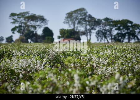 Die Blüte von Kaffeebäumen, die am 25. September 2022 auf einer produzierenden Farm in Franca, Sao Paulo, Brasilien, gesehen wurde. (Foto von Igor do Vene/Sipa USA) Stockfoto