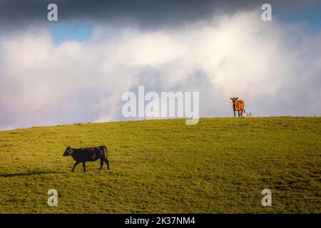 Kühe grasen bei Sonnenuntergang, Rio Grande do Sul Pampa - Südbrasilien Stockfoto