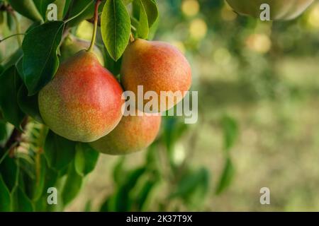 Zweig der reifen Birnen im Garten bereit zur Ernte Stockfoto