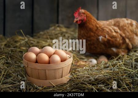 Korb mit Eiern mit Henne in trockenem Stroh in einem Hühnerstall auf dem Hintergrund Stockfoto