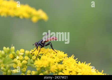 Cylindromyia fliege sitzend auf einer blühenden Goldrute Stockfoto