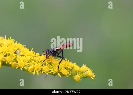 Cylindromyia fliege sitzend auf einer blühenden Goldrute Stockfoto