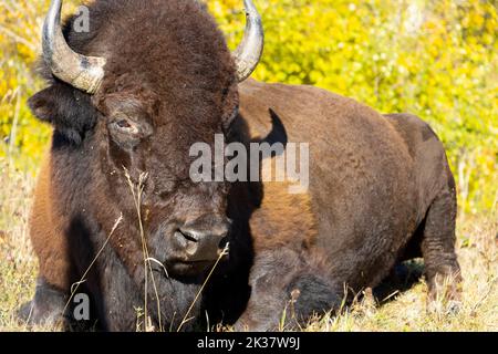 Nahaufnahme von Bisons, die im Gras liegen Stockfoto