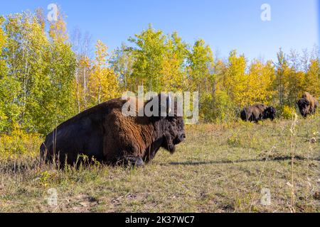 Nahaufnahme von Bisons, die im Gras liegen, mit mehr Bisons im Hintergrund Stockfoto