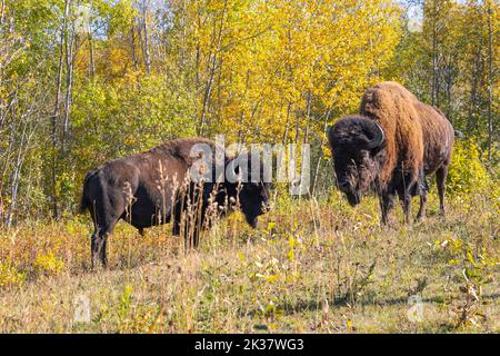 Zwei Bisons stehen im Herbst im Gras Stockfoto