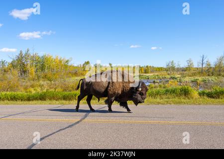 Seitenprofil von Bisons, die im Herbst die Straße entlang gehen Stockfoto