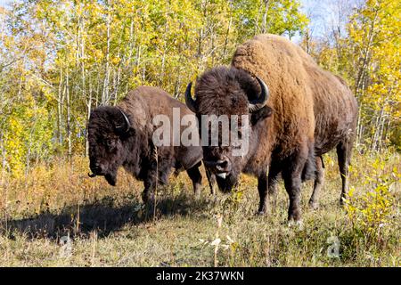 Zwei dumme Bisons, die die Kamera mit hervorrammenden Zungen betrachten Stockfoto