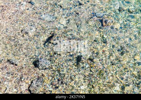Forellenschwimmen; Maligne Lake Outlet; Jasper National Park; Alberta; Kanada Stockfoto