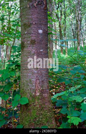 Eine Nahaufnahme des Stammes oder des Dolchs eines Wildkirschbaums. Stockfoto