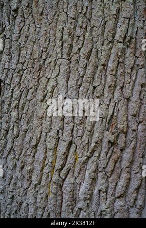 Eine Nahaufnahme der strukturierten Rinde einer Eiche. Stockfoto