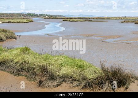 Das Naturschutzgebiet Sado Estuary in Comporta in Portugal mit Grün und einem sumpfigen See Stockfoto