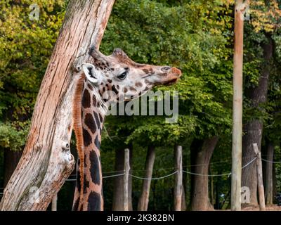 Giraffe und ihr Kopf blicken in die Ferne im Zoo. Stockfoto