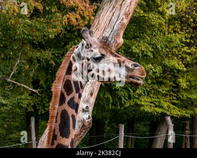 Giraffe und ihr Kopf blicken in die Ferne im Zoo. Stockfoto