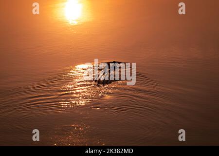 Wildes Krokodil, das bei Sonnenuntergang auf Fischen wartet, wenn die Cahills das Northern Territory, Australien, überqueren. Stockfoto