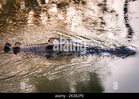 Wildes Krokodil, das auf Fische wartet, an der Kreuzung von Cahills im Northern Territory, Australien Stockfoto