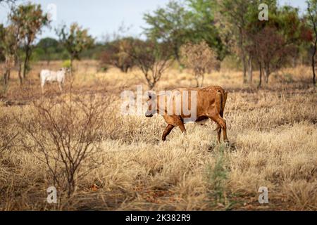 Rinder im australischen Busch im Northern Territory, Australien Stockfoto