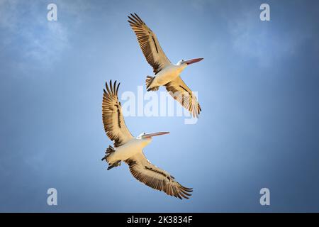 Ein paar Pelikane fliegen auf einem tiefen blauen Himmel in Australien Stockfoto