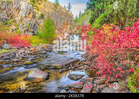 Herbstfarben entlang des Tenderfoot Creek in den kleinen Gürtelbergen in der Nähe von weißen Schwefelquellen, montana Stockfoto