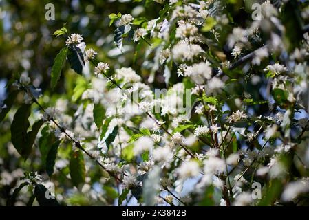 Franca, Sao Paulo, Brasilien. 25. September 2022. Die Blüte von Kaffeebäumen auf einer produzierenden Farm (Bild: © Igor do Vene/ZUMA Press Wire) Stockfoto
