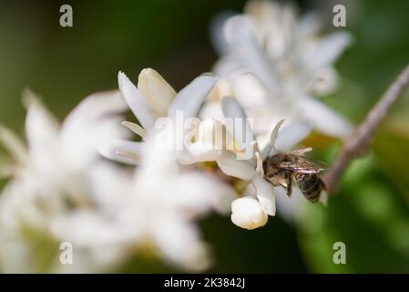 Franca, Sao Paulo, Brasilien. 25. September 2022. Bienen ernähren sich während der Blüte von Kaffeebäumen, die auf einer produzierenden Farm gesehen werden (Foto: © Igor do Vene/ZUMA Press Wire) Stockfoto