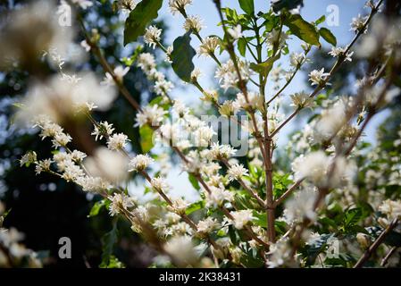 Franca, Sao Paulo, Brasilien. 25. September 2022. Die Blüte von Kaffeebäumen auf einer produzierenden Farm (Bild: © Igor do Vene/ZUMA Press Wire) Stockfoto
