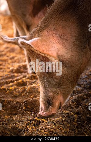 Jungschwein im Mais auf einer abgelegenen Schweinefarm in Northern Territory, Australien Stockfoto