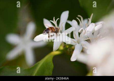 Franca, Sao Paulo, Brasilien. 25. September 2022. Bienen ernähren sich während der Blüte von Kaffeebäumen, die auf einer produzierenden Farm gesehen werden (Foto: © Igor do Vene/ZUMA Press Wire) Stockfoto