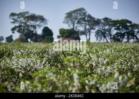 Franca, Sao Paulo, Brasilien. 25. September 2022. Die Blüte von Kaffeebäumen auf einer produzierenden Farm (Bild: © Igor do Vene/ZUMA Press Wire) Stockfoto