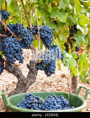 Cannonau-Trauben. Trauben von schwarzen Trauben zwischen den Zweigen der Pflanze im Weinberg. Traditionelle Landwirtschaft. Sardinien. Stockfoto