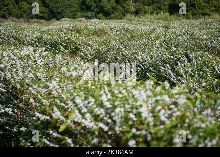 Franca, Sao Paulo, Brasilien. 25. September 2022. Die Blüte von Kaffeebäumen auf einer produzierenden Farm (Bild: © Igor do Vene/ZUMA Press Wire) Stockfoto
