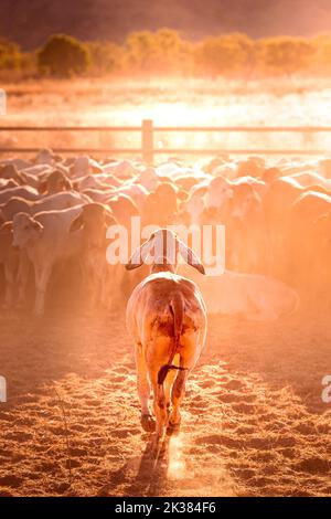 Weiße Bullen auf den Höfen einer abgelegenen Rinderstation im Northern Territory in Australien bei Sonnenaufgang. Stockfoto