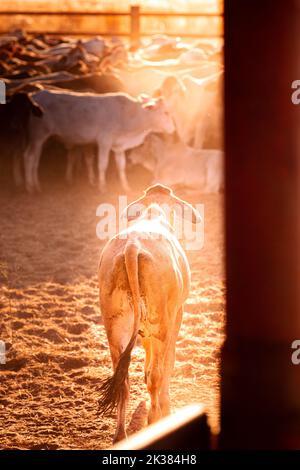 Weiße Bullen auf den Höfen einer abgelegenen Rinderstation im Northern Territory in Australien bei Sonnenaufgang. Stockfoto