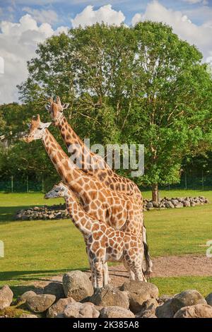 Charmante Giraffenfamilie, die auf der Wiese spazierengeht Stockfoto